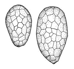 Bryum coronatum, gemmae. Drawn from Auckland Domain (collector unknown), WELT 12375.
 Image: R.C. Wagstaff © Landcare Research 2015 